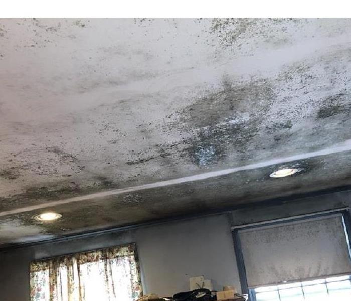 Photo of Mold damage on ceiling