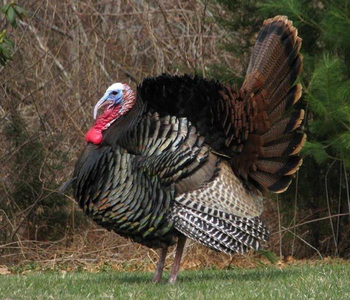 Photo of turkey showing it's colorful plumage