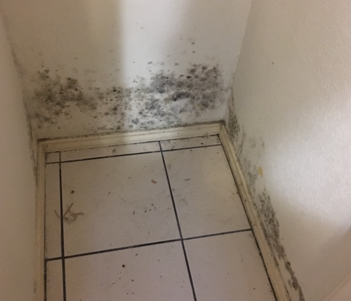Mold on floor and wall