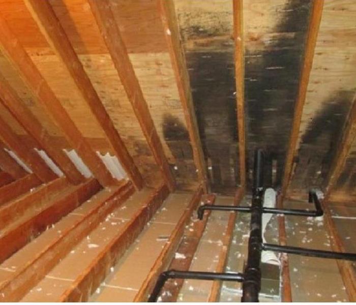 mold damage in an attic due to poor exhaust ventilation.  